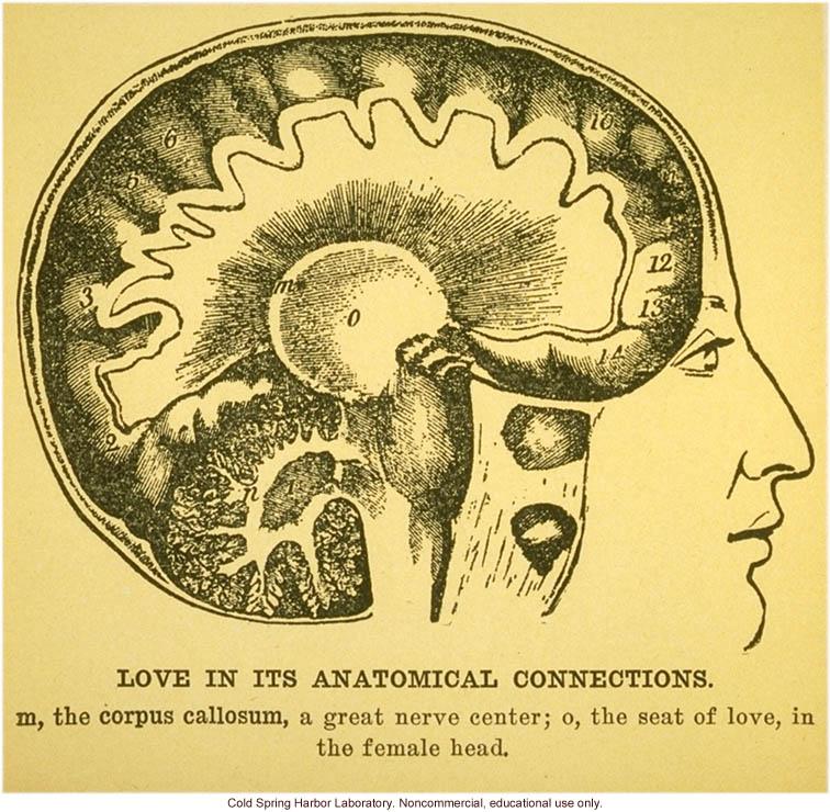 Drawing of a brain cross-section and a woman's face, from the early 20th century. Caption reads "Love in its anatomical connections. The corpus callosum, a great nerve center, the seat of love, in the female brain."